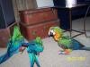 healthy macaw Avian Adventures Grande Play Top Parrot and Cage for x_mas present