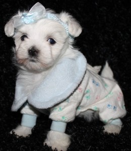 Male and Female Maltese  Puppies Ready For Christmas