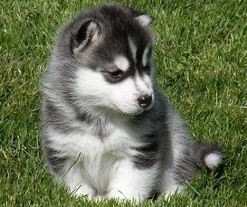 Siberian husky puppy.