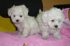 BABY FACE TEACUP MALTESE PUPPIES FO A GOOD HOME