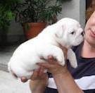 Precious English Bulldog Puppies Available For X-mass Now