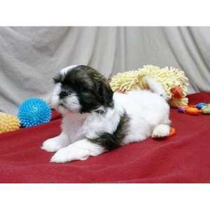 Cute and Adorable Shih Tzu puppies for Adoption