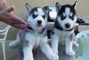 Adorable Male and female Siberian Husky puppies for any good homes this christmas