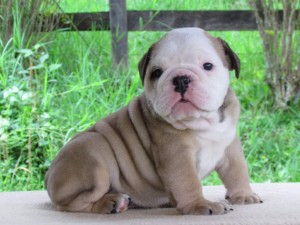 .Talented English Bulldog Puppies For Adoption