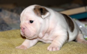 AKC English Bulldog Puppies For Adoption