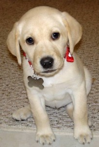 Well breed Labrador Retriever puppies ready to go.