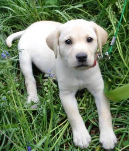 Labrador Retriever puppies