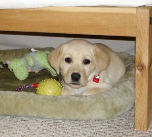 Labrador Retriever puppies for adoption