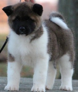 Excellent and Outstanding Available AKITA puppies