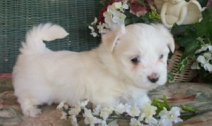 JOVIAL WHITE MALE AND FEMALE TEACUP MALTESE PUPPY FOR RE-HOME