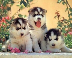 Two excellent siberian husky puppy for addoption URGENTLY!!!.