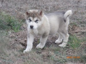 Akc Alaskan Malamute Female Puppy For Sale