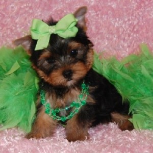 Beautiful AKC registered Yorkies puppies. Excellent temperament