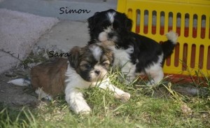 Shih Tzu puppies male and female Available now.