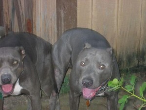 Quality Akc male and female Pitbull puppies available for adoption.