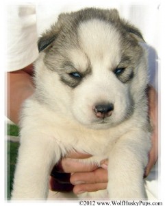 Akc Alaskan Malamute Female Puppy For Sale