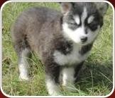 Siberian Husky for sale