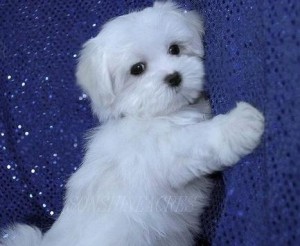 male and female maltese for sale