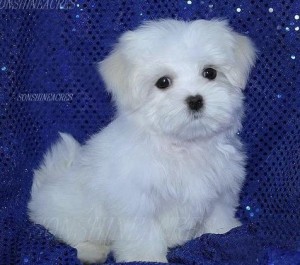 male and female maltese puppy for sale