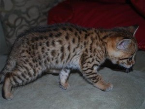 beautiful  F1 to F2 Savannah kittens.please contact with cell phone number.