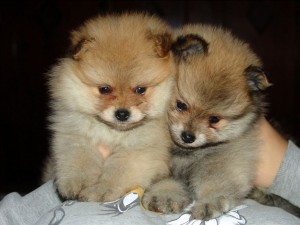 THREE AKC X-MAS TEACUP POMERANIAN PUPPIES FOR FREE ADOPTION