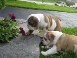 english bulldog puppies ready for new home