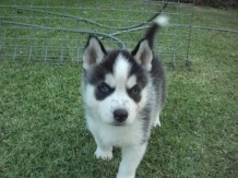 FOR SALE HUSKY PUPS     FOR SALE HUSKY PUPS     FOR SALE HUSKY PUPS     FOR SALE HUSKY PUPS     FOR SALE HUSKY PUPS      F