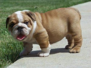 GORGEOUS AND CHARMING X-MASS ENGLISH BULLDOG PUPPIES FOR FREE ADOPTION.