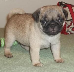 !!!!!!!!!!Registered Pug Puppies In Need Of A New Home!!!!!!!