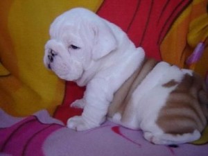 Cute my cute Pure breed English bulldog puppies are ready to go