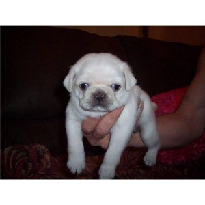 adorable white pugs for sale