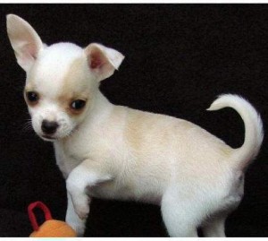 Lovely chihuahua Puppies!