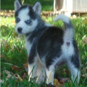 Astonished Siberian Husky Puppies For Sale At Affordable Price