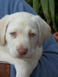 4 month old beautiful Labrador puppy