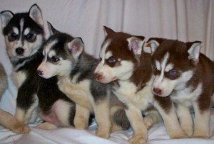 Energetic AKC Siberian Husky puppies