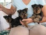 Cute Male and Female Yorkie Puppies Free Adoption