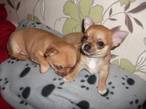 Adorable chihuahua Puppies ready for Xmas and New year.