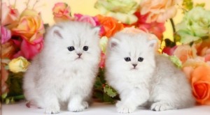 GORGEOUS AND ADORABLE PERSIAN KITTEN FOR ADOPTION