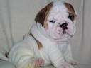 adorable english bulldog puppy for adoption contact me for more details .... it is akc registered and comes along with all paper