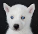 Adopt Your Siberian Husky Puppy Today: Prince Edmund