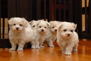 Maltese puppies are ready for homes