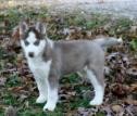 Adopt Your Siberian Husky Puppy Today: Rosebud