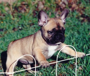 ****French Bulldogs ~ Light Fawn Female~ AKC Registered