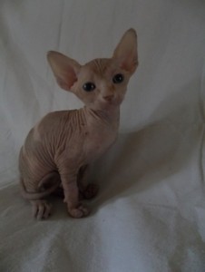 Stunning Sphynx Kittens Available