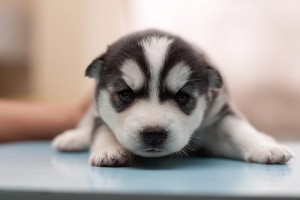 Christmas Siberian husky puppies for your family