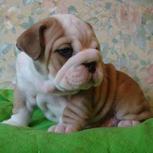 TWO ENGLISH BULLDOG PUPPIES MALE AND FEMALE IN GIFT