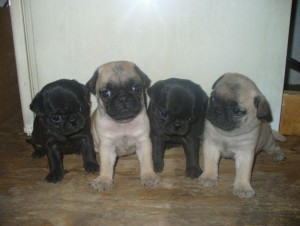 Pug Puppies ready