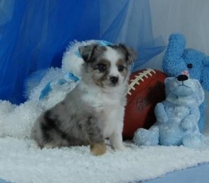 Cute Purebred Aussie Shepherd Puppies  available