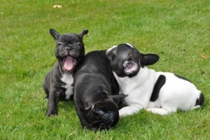 Purebred french bulldog pups