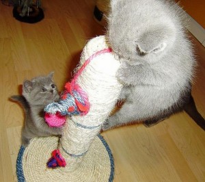 British Short Hair kittens for re-homing